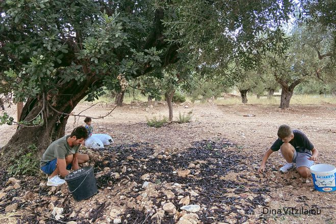 Νωρίτερα το μάζεμα χαρουπιών στα Πούλιθρα - Πρόβλημα η ξηρασία! (εικόνες)