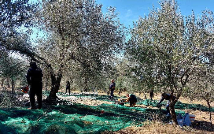 Άρχισε το ελαιομάζεμα στη Γορτυνία - Μικρή η παραγωγή (εικόνες)