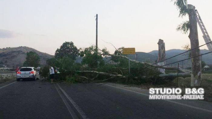 Παραλίγο να θρηνήσουμε θύματα από κοπή δέντρου σε παραλιακό δρόμο της Αργολίδας (εικόνες)