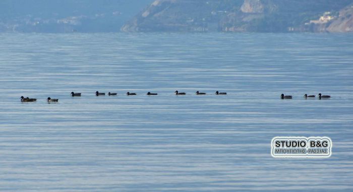 Πανέμορφες αγριόπαπιες στην παραλιακή Ναυπλίου - Νέας Κίου! (εικόνες)