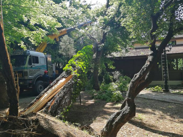 Τρίπολη | Επιχείρηση απομάκρυνσης του δέντρου που έπεσε κοντά στην πλατεία Άρεως (vd)