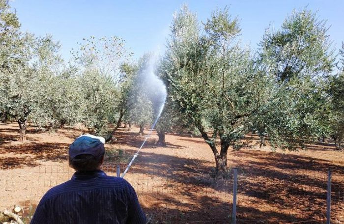 Οι ψεκασμοί δακοκτονίας στην Αρκαδία (4-6/9/2024)