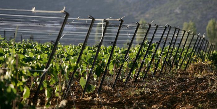 Αρκαδία και Κορινθία υποδέχονται Γερμανούς Sommelier!