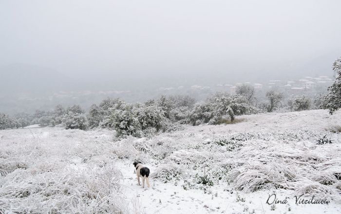 Χιόνισε και στα Πούλιθρα (εικόνες)