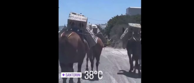 Σαντορίνη | Μουλάρια κουβαλούν τσιμεντόλιθους μέσα στον καύσωνα, παρά την απαγόρευση (vd)