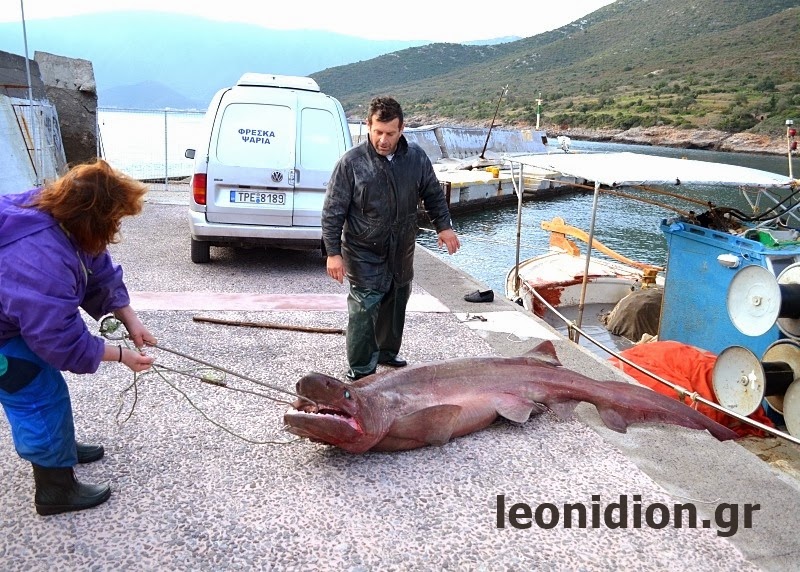 Σκυλόψαρο 2 μέτρα στα δίχτυα Λεωνιδιώτη ψαρά! (vd)