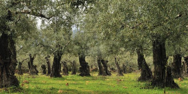 Παπαηλιού: «Πηγή εισοδήματος και πλούτου η ελιά για την Αρκαδία»