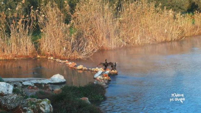 Ο υδροβιότοπος της λίμνης Μουστού με Φλαμίνγκο και κορμοράνους!