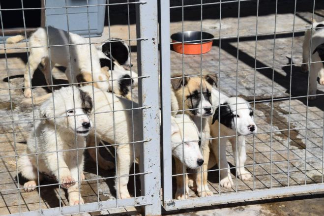 Δημοτικό καταφύγιο Τρίπολης | Τα ζώα δεν εξαφανίζονται, γίνονται νόμιμες υιοθεσίες