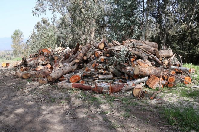 Καταγγελία για κοπή δένδρων σε αναδασωμένη περιοχή των αποθέσεων της ΔΕΗ Μεγαλόπολης