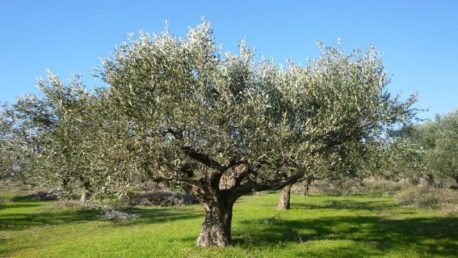 Αφιέρωμα στην Ελιά από το ΕΠΑΛ Άστρους