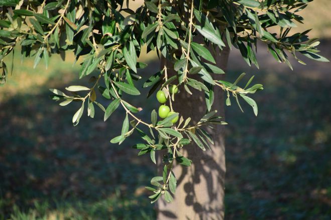 Τραγική η κατάσταση στη Βόρεια Κυνουρία | Δεν βγάζουν ούτε το 20% του λαδιού σε σύγκριση με προηγούμενα χρόνια!