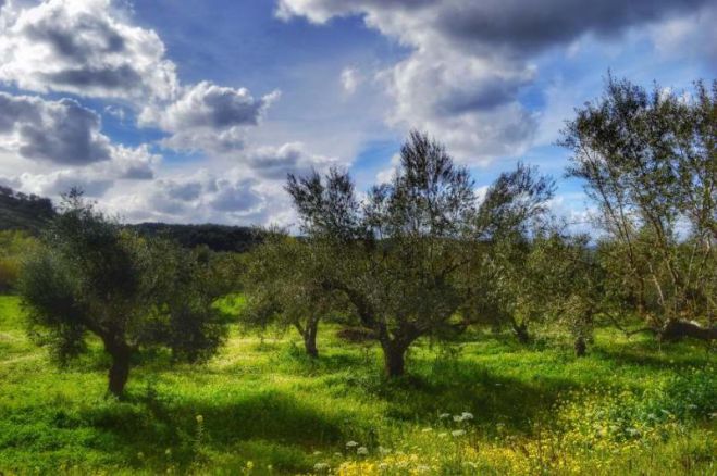 Ανοιχτή Ακαδημία Ελαιοκομίας στο Άστρος | Ποια είναι η τελευταία εξέλιξη!