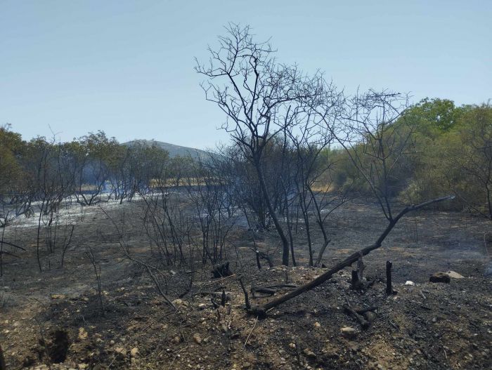 Σβήστηκε γρήγορα η φωτιά στη Γαρέα Τεγέας (εικόνες)