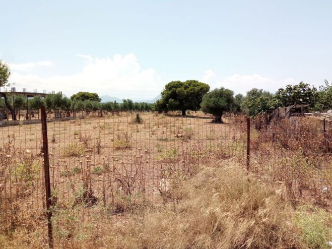 Δήμος Νότιας Κυνουρίας | Υποχρέωση καθαρισμού οικοπέδων από ιδιοκτήτες και υποβολής σχετικής υπεύθυνης Δήλωσης