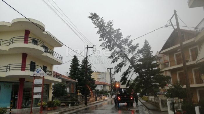 Τρίπολη | Πτώση δέντρου από την κακοκαιρία