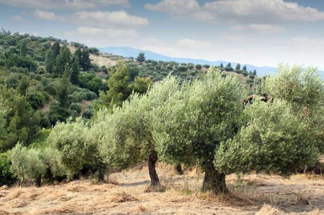 "Στην τελική ευθεία η απόφαση για τη δημιουργία Γεωργικής Σχολής στην Περιφέρεια Πελοποννήσου"