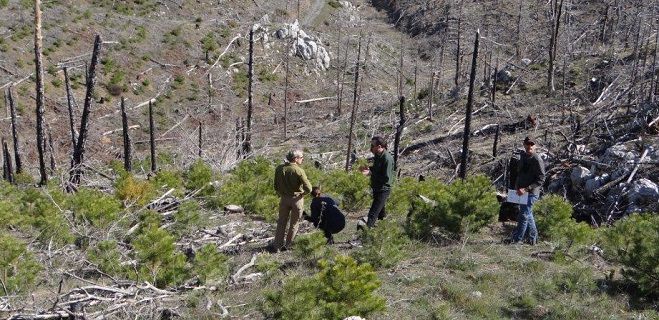 Το έργο «Αποκατάσταση των δασών Pinus nigra στον Πάρνωνα» στο πρώτο Ευρωπαϊκό Βραβείο Natura 2000