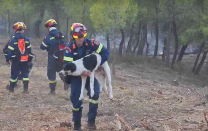 Φωτιά στην Εύβοια | Η στιγμή που πυροσβέστης σώζει σκυλάκι