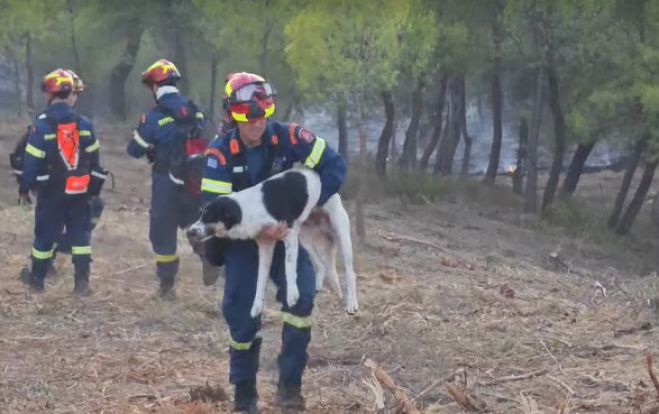 Φωτιά στην Εύβοια | Η στιγμή που πυροσβέστης σώζει σκυλάκι