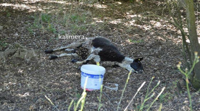 Πρόγραμμα καταπολέμησης του καταρροϊκού πυρετού και στην Αρκαδία