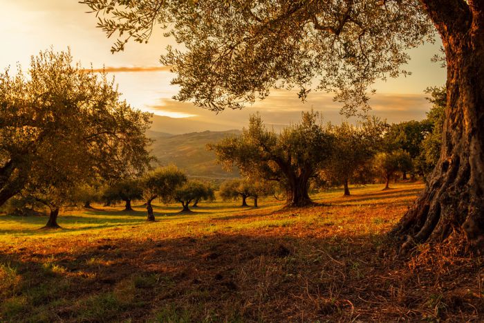 Γορτυνία | Κινδυνεύει η φετινή ελαιοπαραγωγή από το γλοιοσπόριο;