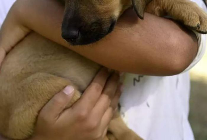 Ελλάδα | Φρίκη - Σκύλος έπεσε θύμα βιασμού - Πώς αποκαλύφθηκε η υπόθεση κτηνοβασίας