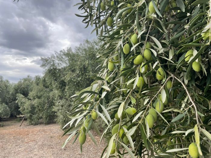 Βόρεια Κυνουρία | Αίτηση αποζημίωσης για την &quot;Χονδροελιά Αρκαδίας&quot;