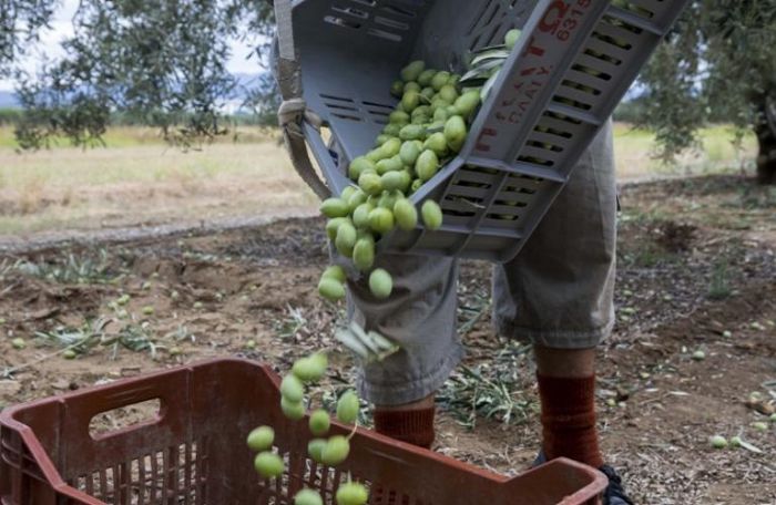 Καταστροφική η έλλειψη εργατών γης - Παρέμεινε στα δέντρα το 30% της πράσινης ελιάς