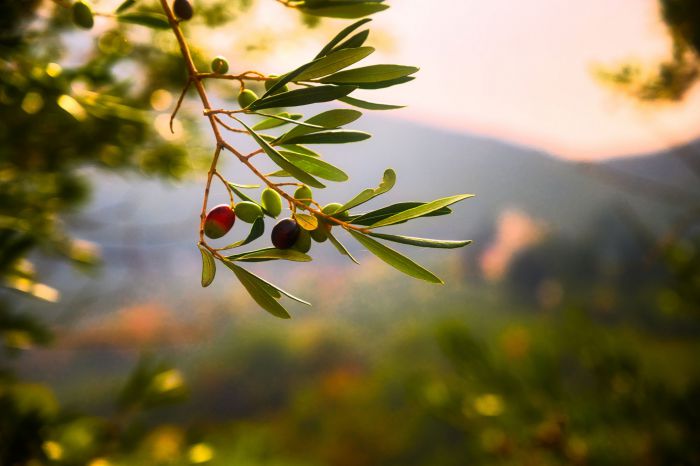 Πελοπόννησος | Έκλεψαν πάνω από 10 τόνους ελιές