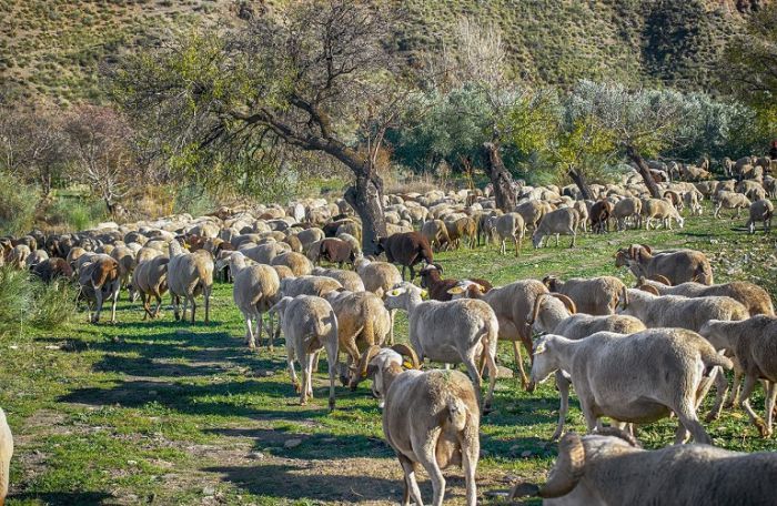 Αποφασισμένοι να κατέβουν στους δρόμους οι κτηνοτρόφοι