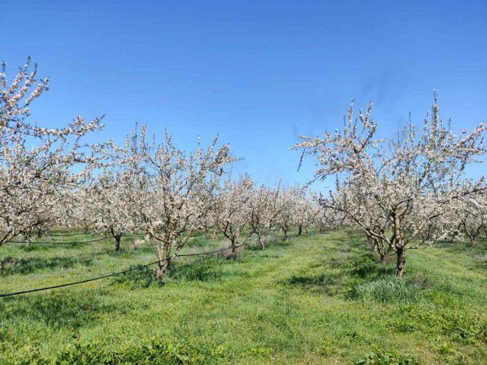 Άμεση παρέμβαση του ΕΛΓΑ ζητά ο Δήμος Τρίπολης για τον σημερινό παγετό (εικόνες)