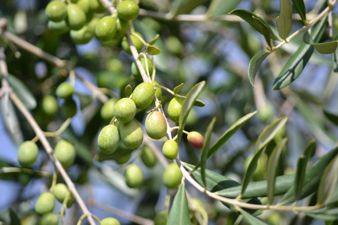 Καθολική ακαρπία σε ελαιοκαλλιέργειες στην περιοχή του Ελαιοχωρίου