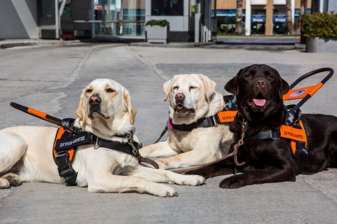 Βιωματικές δράσεις με σκύλους - οδηγούς τυφλών στην Δημητσάνα!