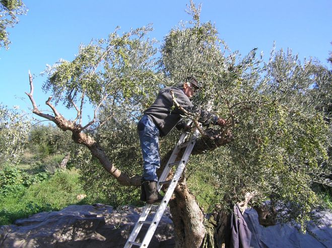 Καλή η φετινή λαδιά στη Γορτυνία!