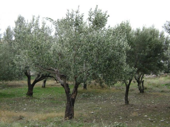 Περιφερειακό κέντρο προστασίας φυτών Ναυπλίου | Συμβουλές για την φροντίδα των ελαιόδεντρων στη Βόρεια Κυνουρία