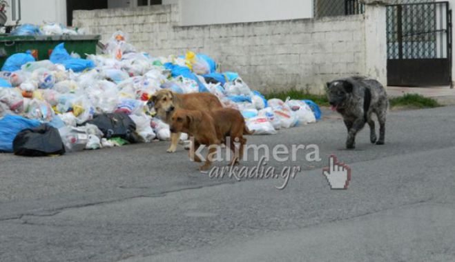 Οριστική λύση μέσα στις επόμενες μέρες για τα αδέσποτα προανήγγειλε ο Παυλής!