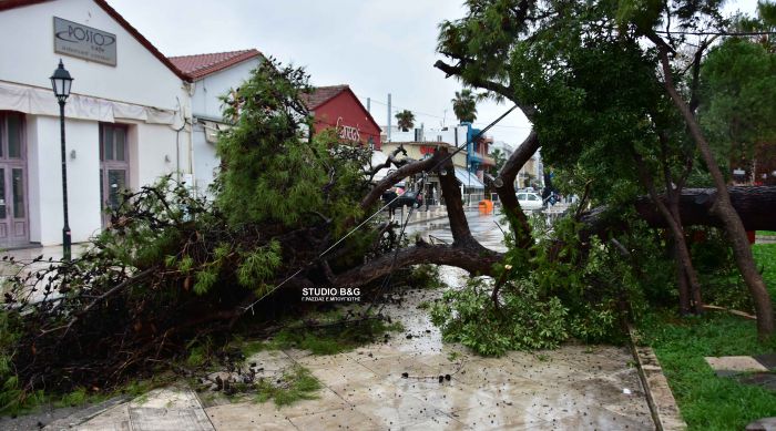 Έπεσε δέντρο στο κέντρο του Ναυπλίου - Έκλεισε κεντρική οδός (εικόνες)