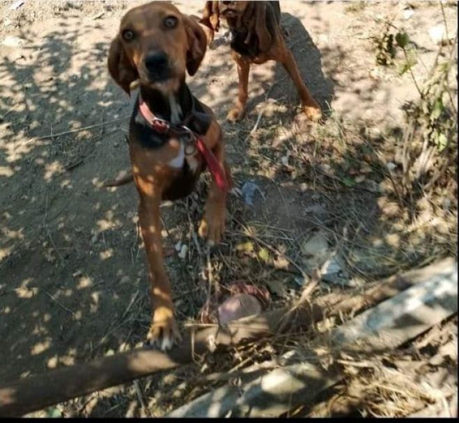 Χάθηκε κυνηγόσκυλο στην Τεγέα