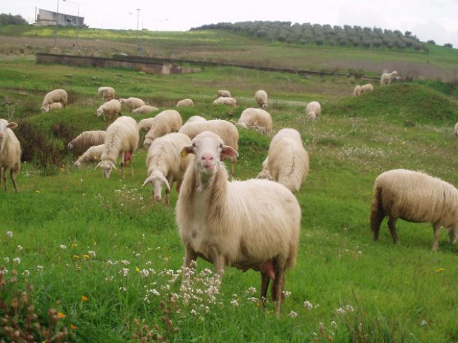 Πρόγραμμα Ανάπτυξης της Αιγοπροβατοτροφίας στην Περιφέρεια Πελοποννήσου