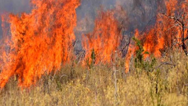 Πυρκαγιές | Εκκενώνονται περιοχές στη Λαμία