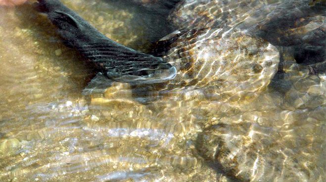 Απαγορεύθηκε το ψάρεμα πέστροφας στο ποτάμι του Πλατάνου Κυνουρίας για ένα χρόνο!