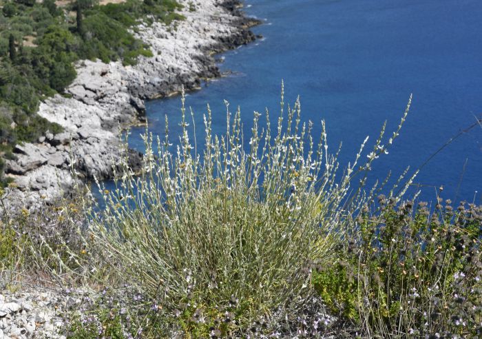 Κέντρο Πληροφόρησης Λεωνιδίου | Ενημερωτική συνάντηση για δύο σπάνια και απειλούμενα φυτά της Νοτιοανατολικής Πελοποννήσου