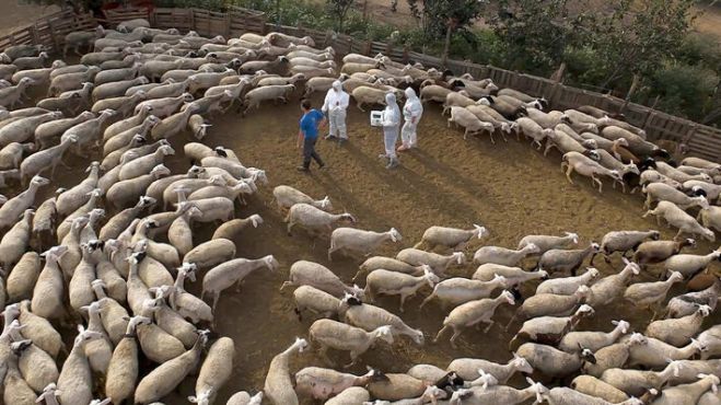 Πανώλη σε αιγοπρόβατα | Ελέγχθηκαν 10.800 ζώα στην Γορτυνία, μετά από κρούσμα στην γειτονική Ηλεία!