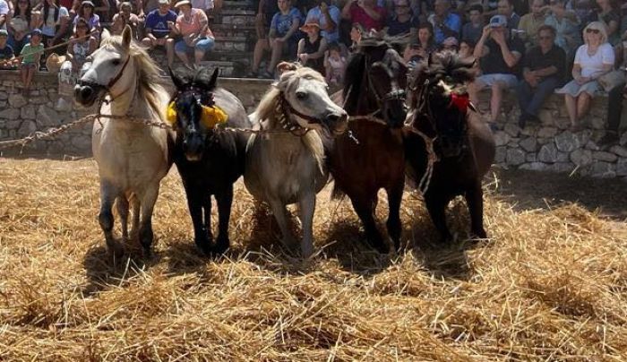 Φιλοζωικός Τρίπολης | Σκέψεις για καταγγελία στον Εισαγγελέα με αναφορές για κακοποίηση ζώων στην αναπαράσταση αλωνίσματος στο Βαλτεσινίκο