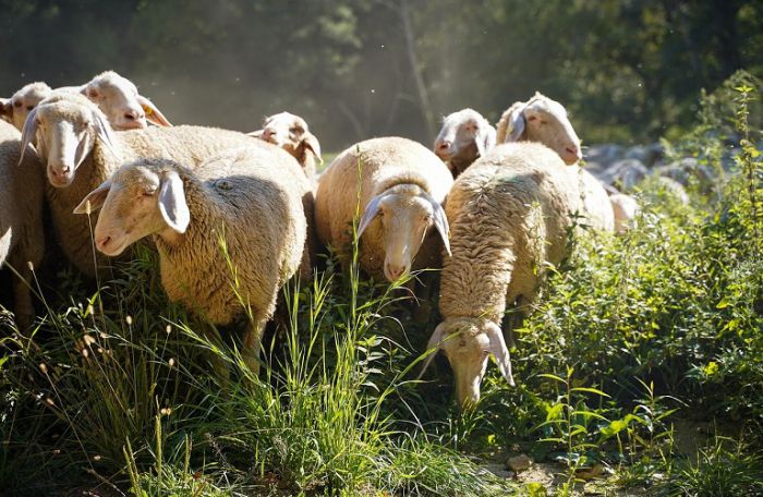 Τα κλειστά σφαγεία και οι εισαγωγές κρέατος εκτοξεύουν τις τιμές