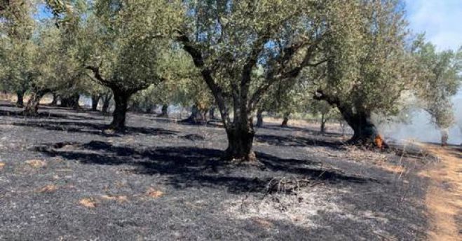 Γορτυνία | Ο Κωνσταντινόπουλος ζητά από τον Δήμαρχο Κούλη να προχωρήσει καταγραφή όλων που έχασαν τα ελαιόδεντρά τους και δικαιούνται αποζημίωση