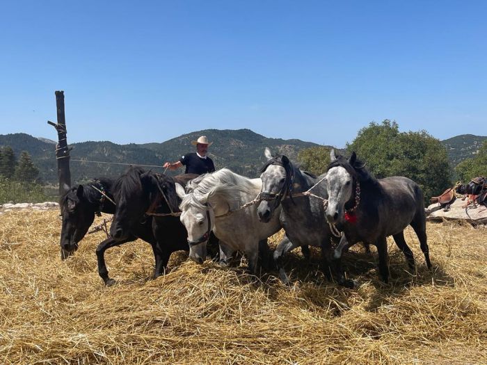 Το παραδοσιακό αλώνισμα αναβιώνει στο Βαλτεσινίκο!