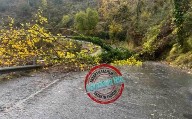 Οι δυνατοί άνεμοι έριξαν δένδρο και έκλεισαν δρόμο στα Λαγκάδια