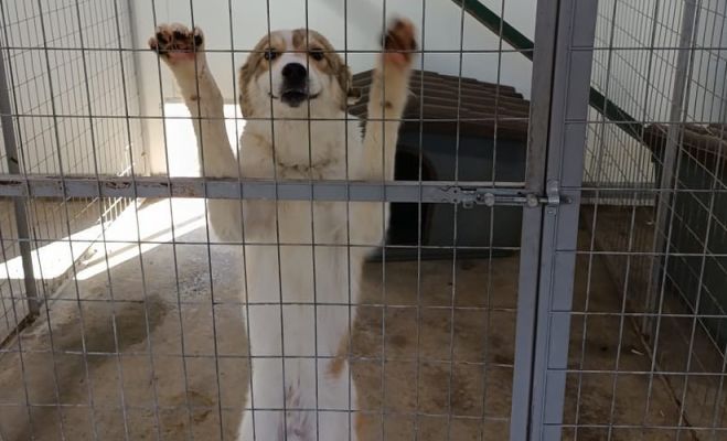 Φιλοζωικός Σύλλογος Τρίπολης: "Θα καταθέσουμε για τελευταία φορά προτάσεις στον Δήμο για βελτιστοποίηση λειτουργίας του καταφυγίου"